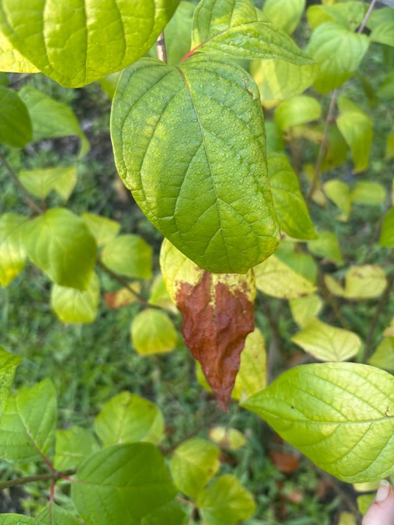 Dry Soil Is The Main Summer Problem