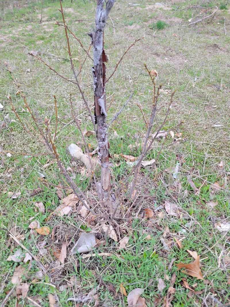 Dry Soil Limits Fruit Sizing At The Worst Moment Dry Soil Limits Fruit Sizing At The Worst Moment