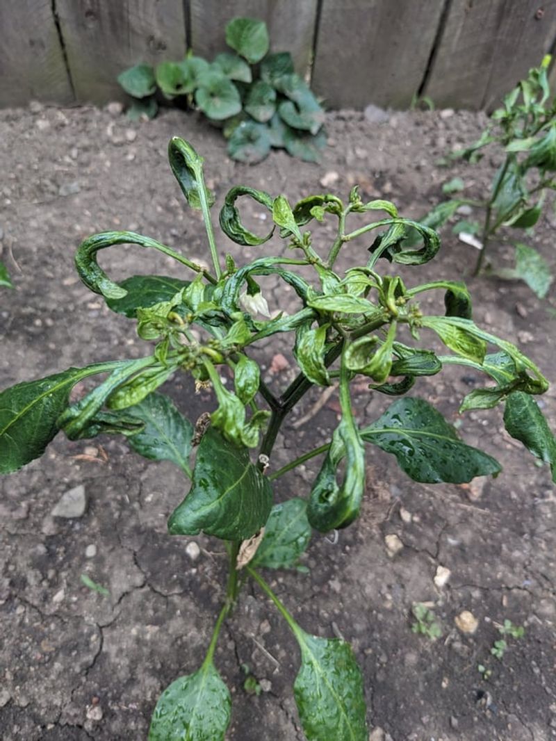Dry Soil Makes It Worse