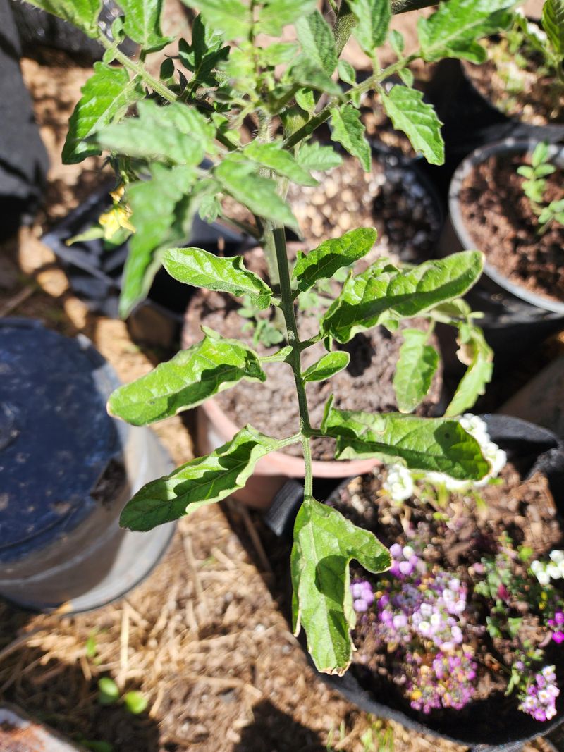 Dry Soil Stresses The Roots