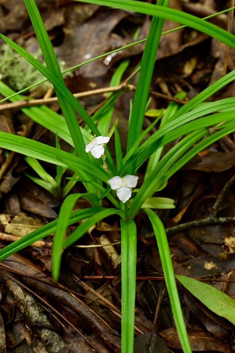 Dry Soil Tolerance Helps Once Established