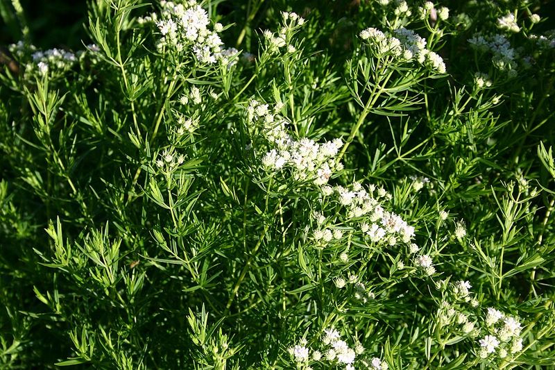 Dry Soil Tolerance Makes It Useful On Edges