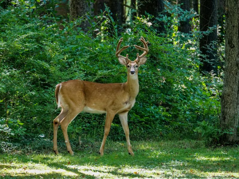 Dry Spells Pull Wildlife Toward Irrigated Yards Dry Spells Pull Wildlife Toward Irrigated Yards