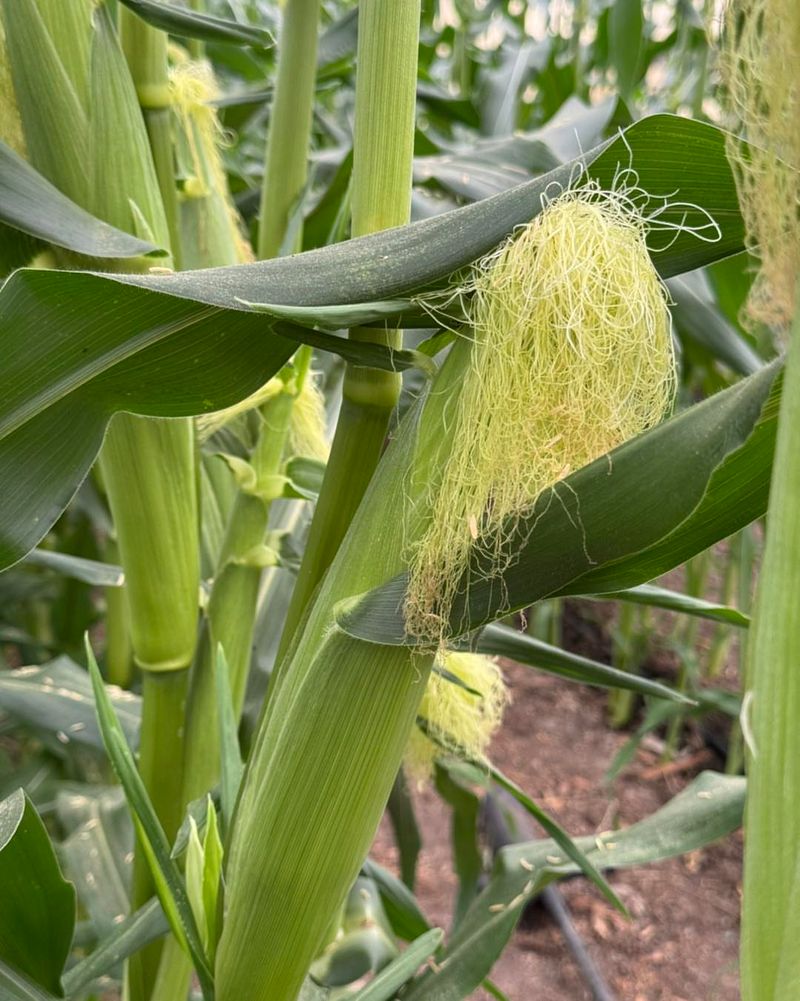 Dry Weather During Silking Can Hurt Kernel Fill