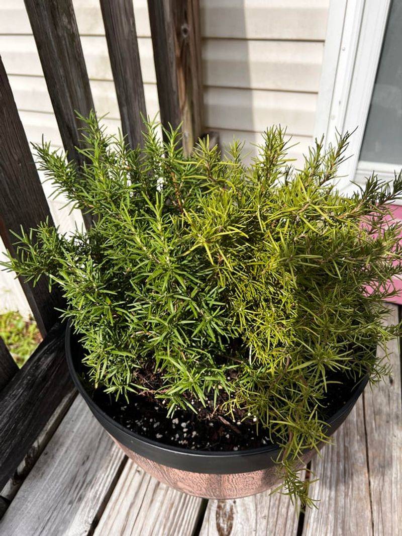 Drying Slightly Between Waterings Supports Better Growth