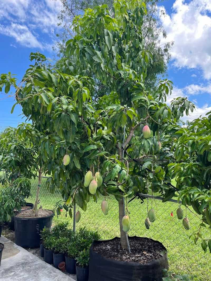 D's Fruit Trees Focuses On Tropical Fruit Trees For South Florida