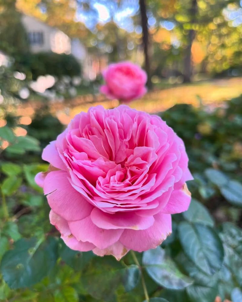 Duchesse De Brabant Loves Warm Gardens