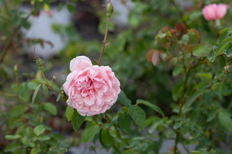 Duchesse De Brabant Rose Thrives In Warm Humid Conditions