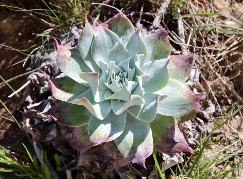 Dudleya Gives Containers A Native Succulent Look Dudleya Gives Containers A Native Succulent Look