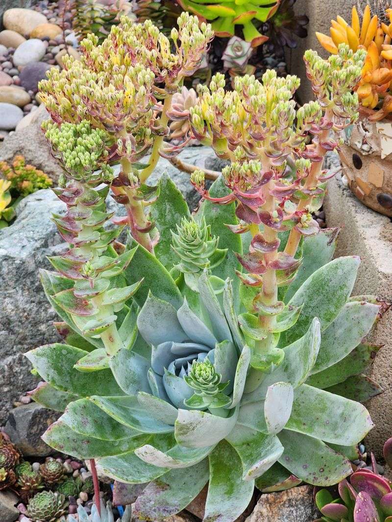 Dudleya Needs Dry Summer Treatment In Many Gardens Dudleya Needs Dry Summer Treatment In Many Gardens