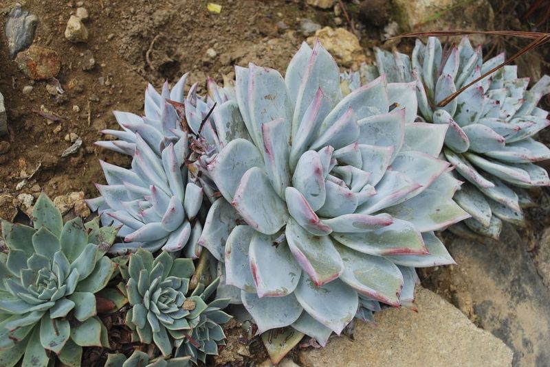 Dudleya Tucks Into Rocky Slopes With Low Fuel Dudleya Tucks Into Rocky Slopes With Low Fuel