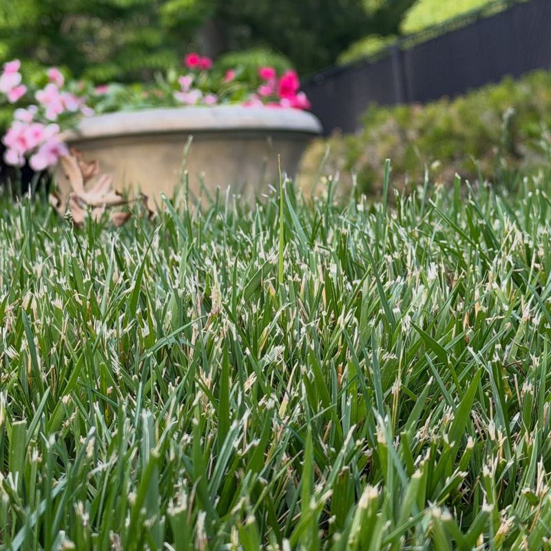 Dull Mower Blades Tear Grass Instead Of Cutting It