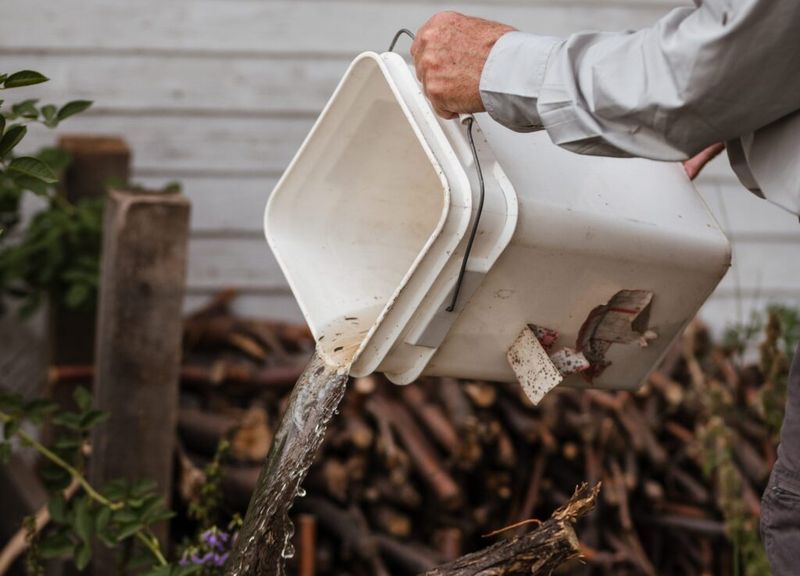 Dump Standing Water After Rain Or Irrigation Dump Standing Water After Rain Or Irrigation