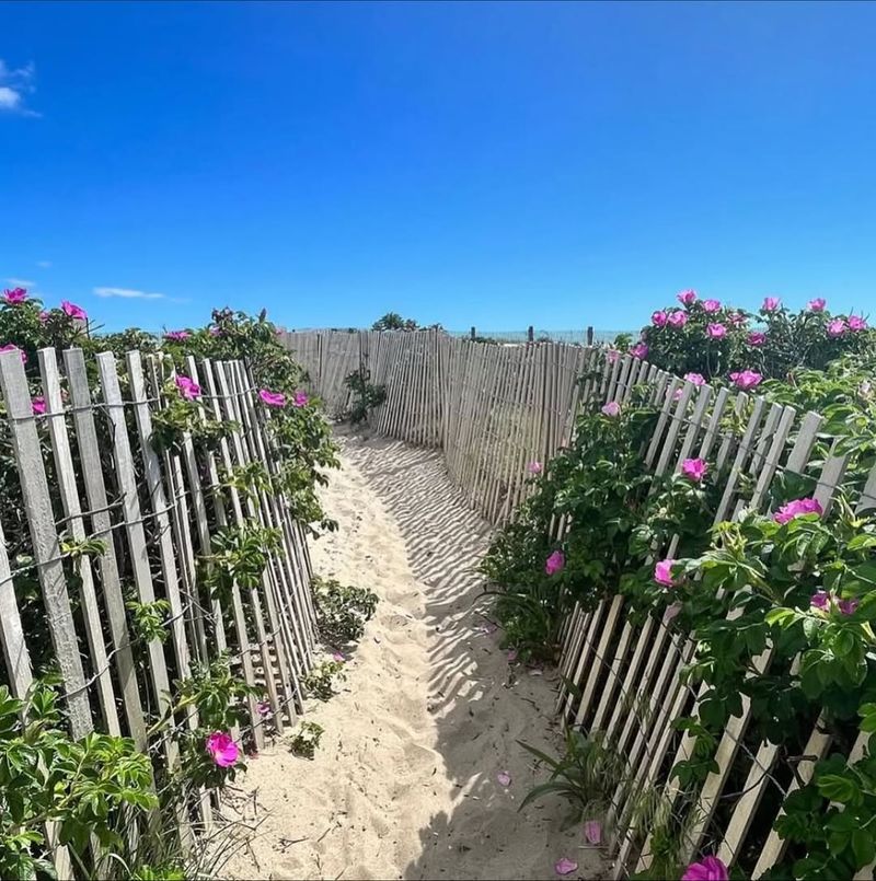 Dune Rules Favor Native Planting Over Lawn Expansion