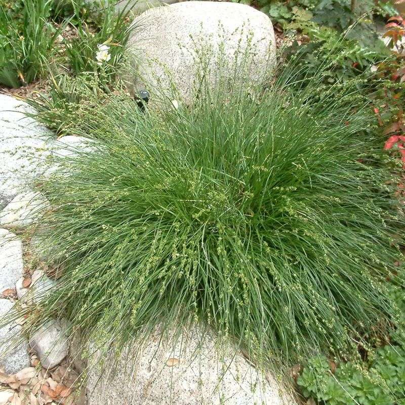 Dune Sedge Makes A Low, Lawn-Like Strip Dune Sedge Makes A Low, Lawn-Like Strip