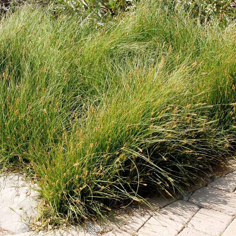Dune Sedge Replaces Turf In Mild Coastal Yards