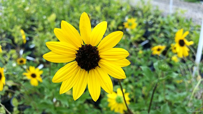 Dune Sunflower Brightens Sandy Spots Better Than Plain Mulch