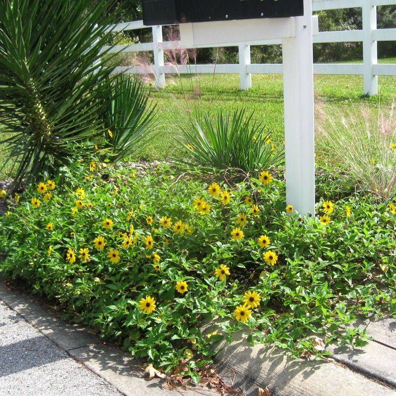 Dune Sunflower Brightens Sandy Spots With Living Coverage Dune Sunflower Brightens Sandy Spots With Living Coverage
