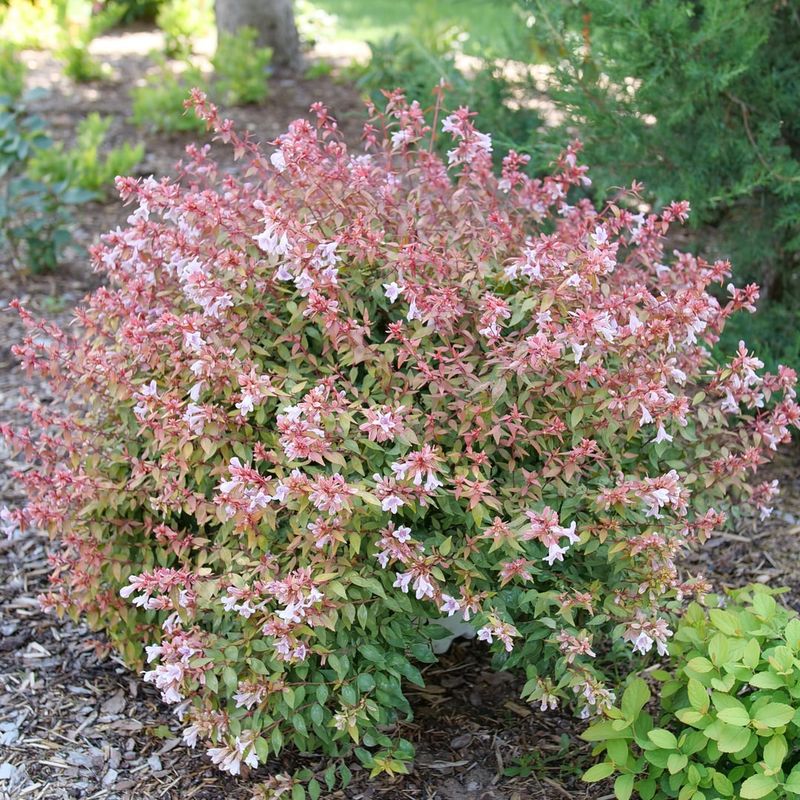 Dwarf Abelia Fits Neatly Along Bed Edges Without Overgrowing Dwarf Abelia Fits Neatly Along Bed Edges Without Overgrowing