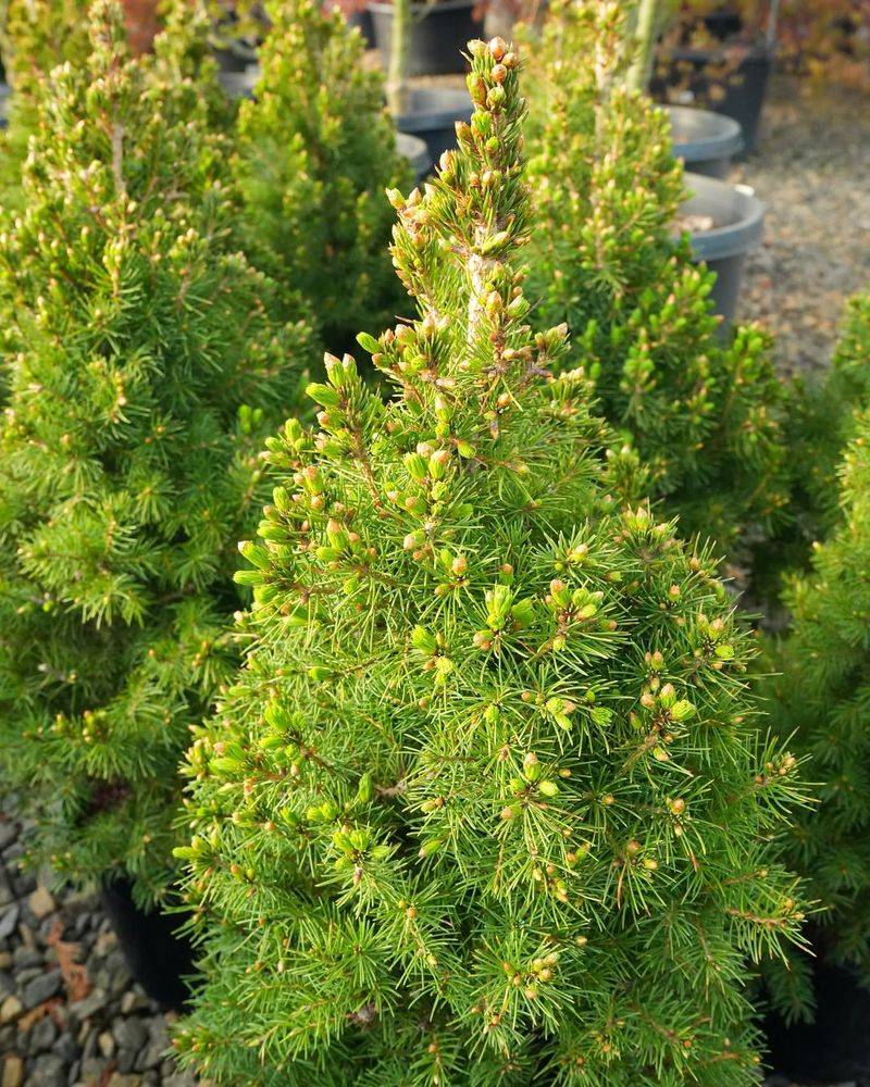 Dwarf Alberta Spruce Dwarf Alberta Spruce