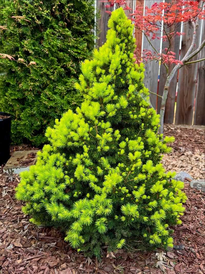 Dwarf Alberta Spruce Dwarf Alberta Spruce
