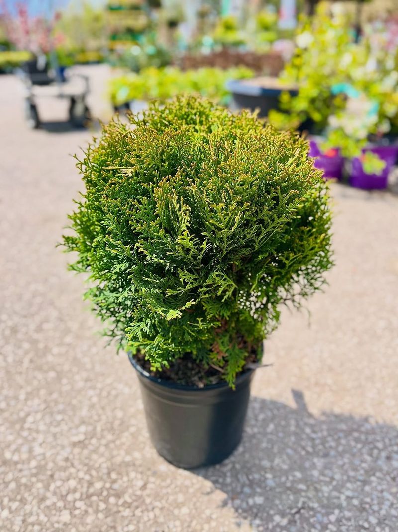 Dwarf Arborvitae Keeps Foundation Beds Green Year-Round Dwarf Arborvitae Keeps Foundation Beds Green Year-Round