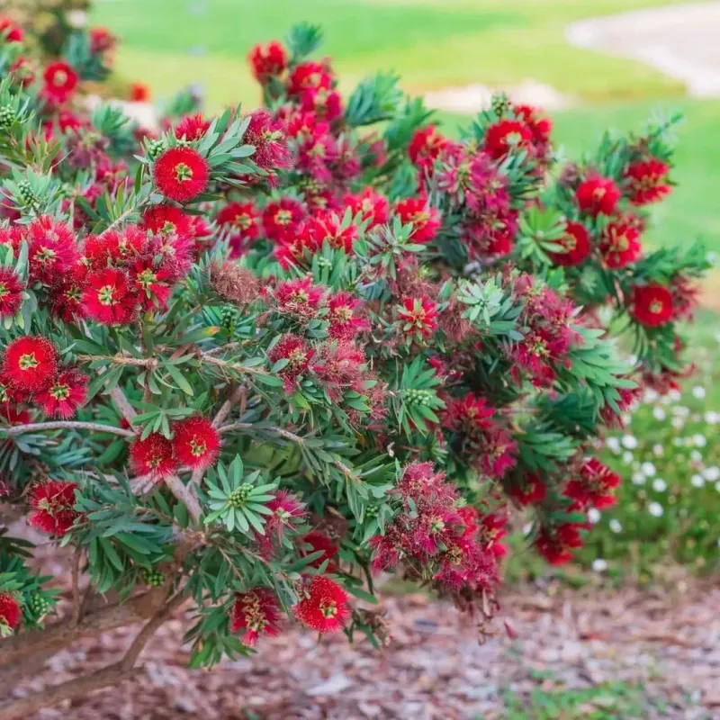 Dwarf Bottlebrush Dwarf Bottlebrush