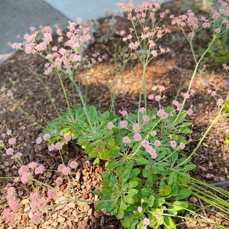 Dwarf California Buckwheat Dwarf California Buckwheat