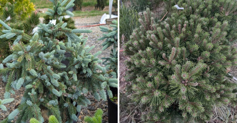 Dwarf Conifers That Thrive In Tight North Carolina Garden Spaces
