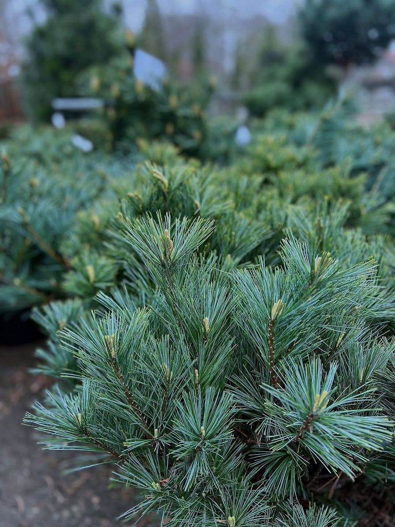 Dwarf Eastern White Pine Dwarf Eastern White Pine
