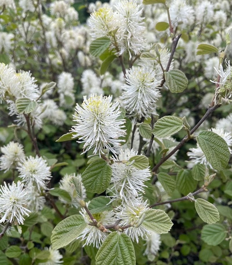 Dwarf Fothergilla Brings Spring Flowers And Fall Color Dwarf Fothergilla Brings Spring Flowers And Fall Color
