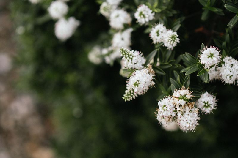 Dwarf Fothergilla (Fothergilla Gardenii)