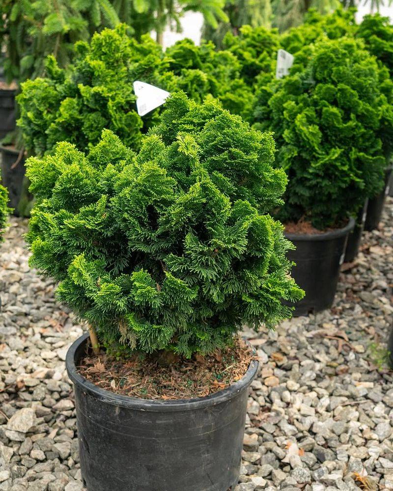 Dwarf Hinoki Cypress Dwarf Hinoki Cypress