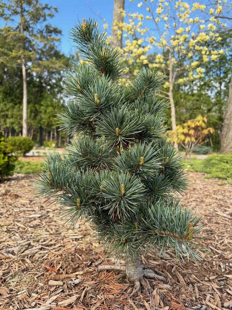 Dwarf Japanese White Pine Dwarf Japanese White Pine