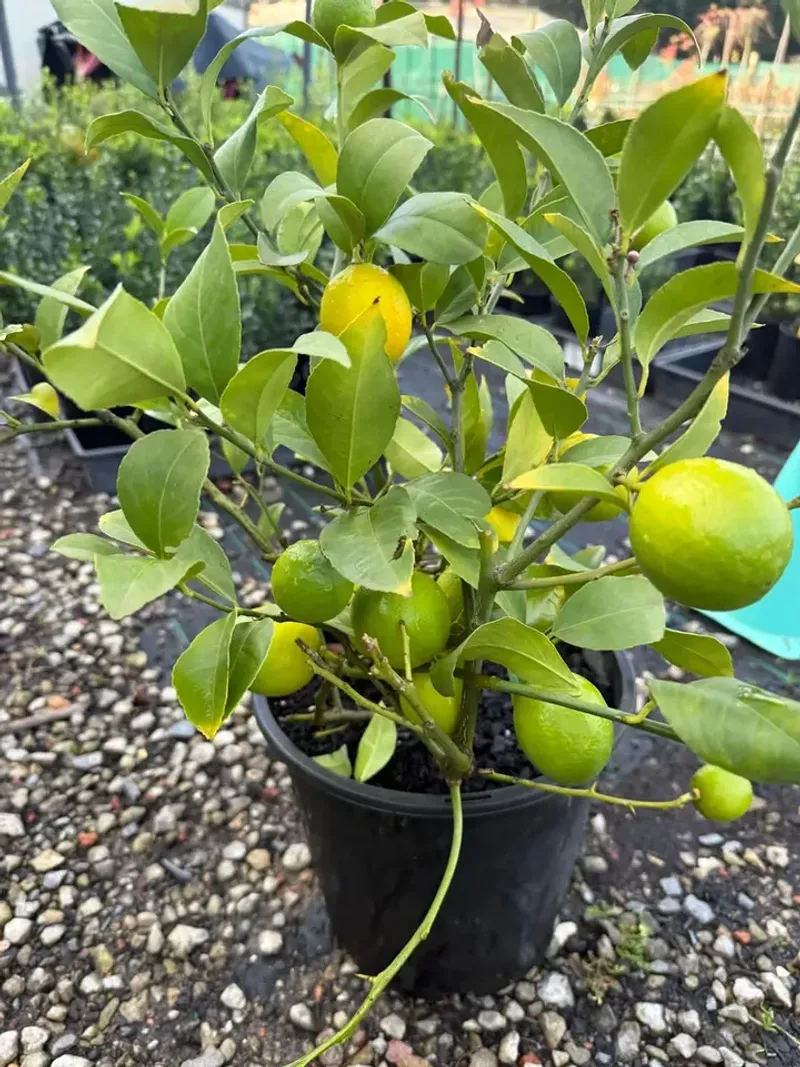 Dwarf Lime Trees Perform Well In Containers