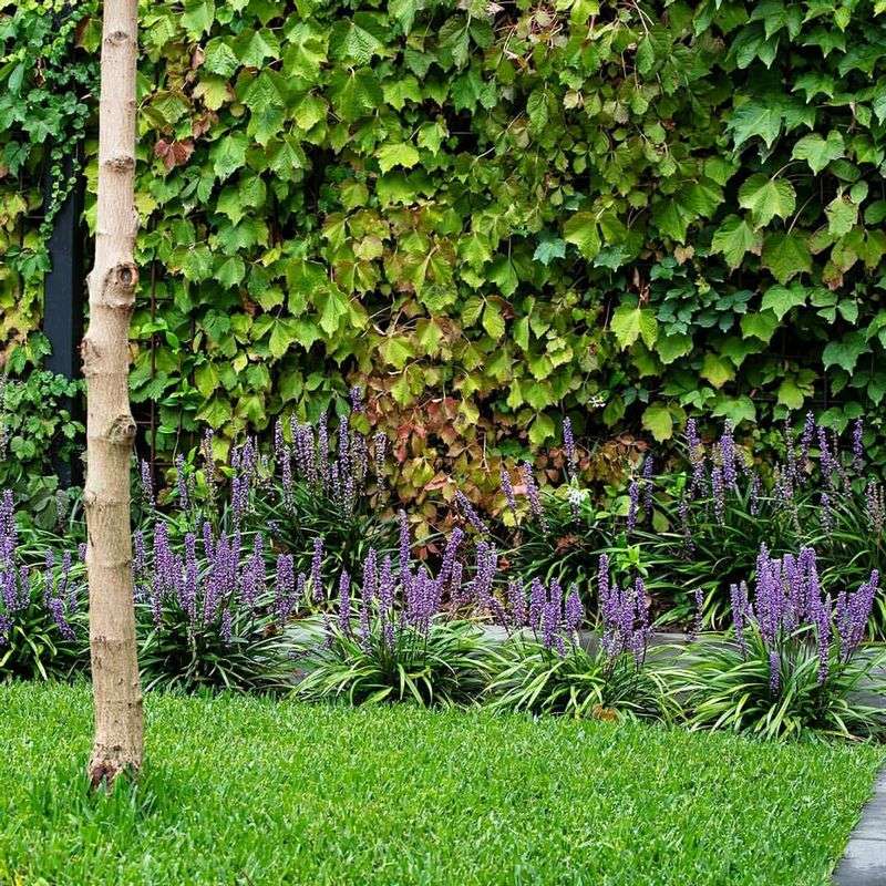 Dwarf Liriope Creates A Tidy Ground Layer Year Round