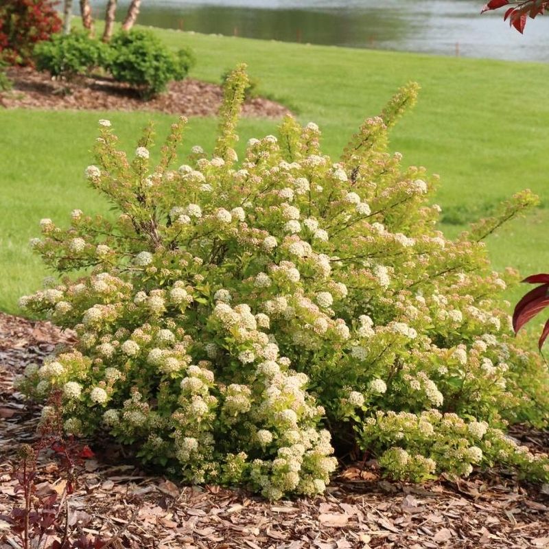 Dwarf Ninebark Adds Structure With More Seasonal Interest Dwarf Ninebark Adds Structure With More Seasonal Interest