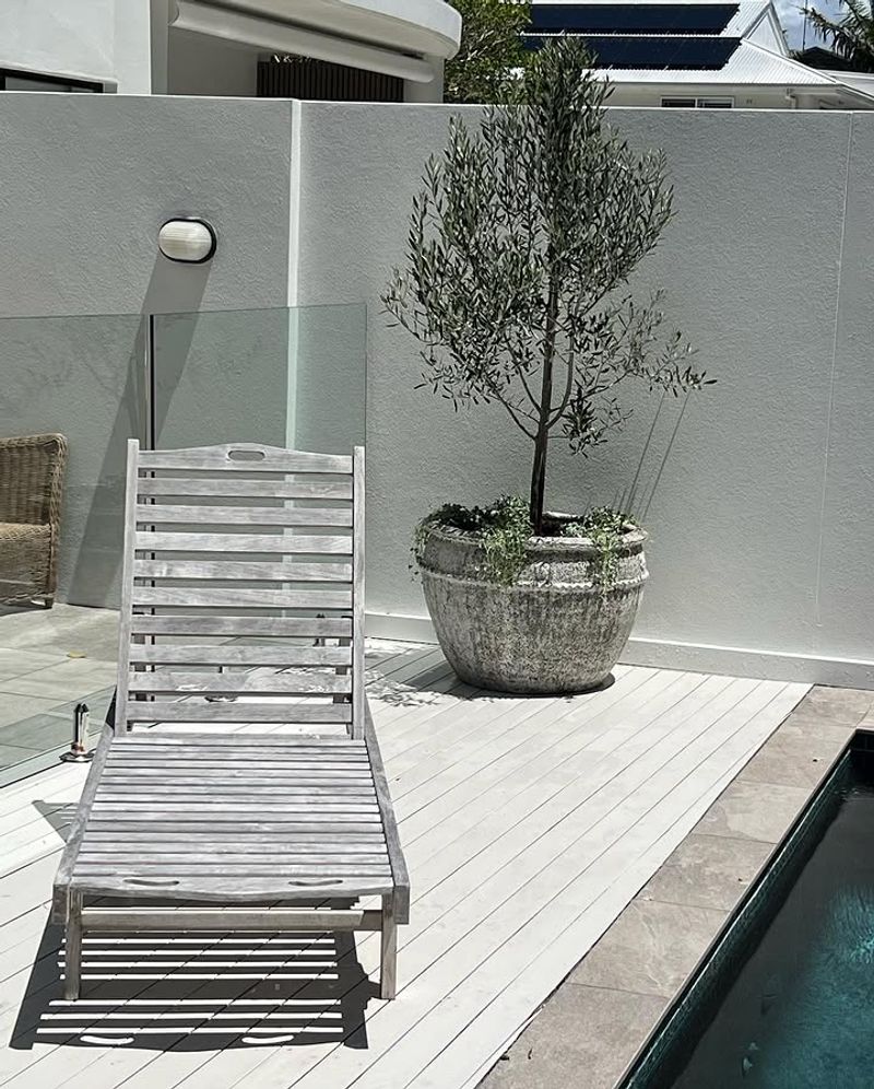 Dwarf Olive Gives A Clean Mediterranean Look Dwarf Olive Gives A Clean Mediterranean Look