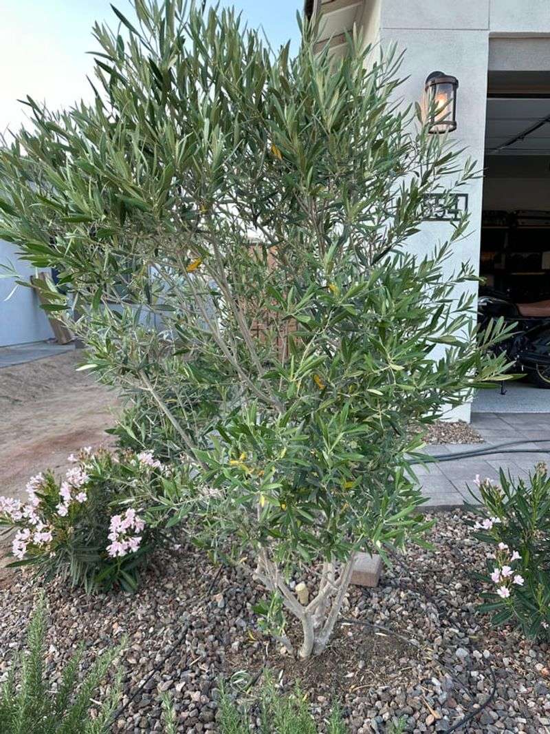 Dwarf Olive Gives Structure Without A Lawn