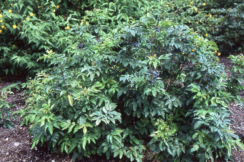 Dwarf Oregon Grape Fits Small Shady Spots Dwarf Oregon Grape Fits Small Shady Spots