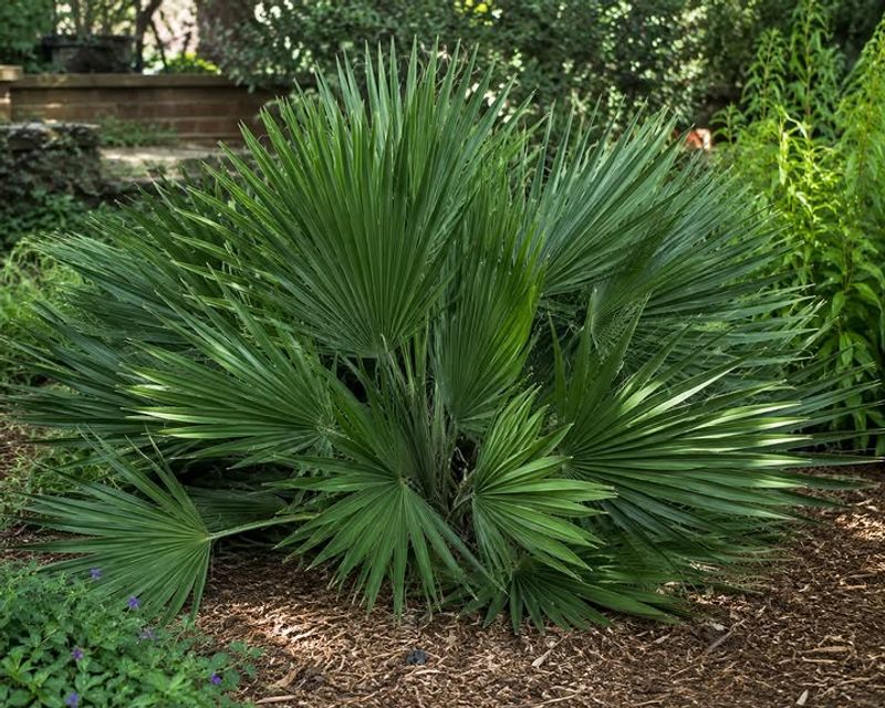 Dwarf Palmetto Fits Smaller Landscape Spaces