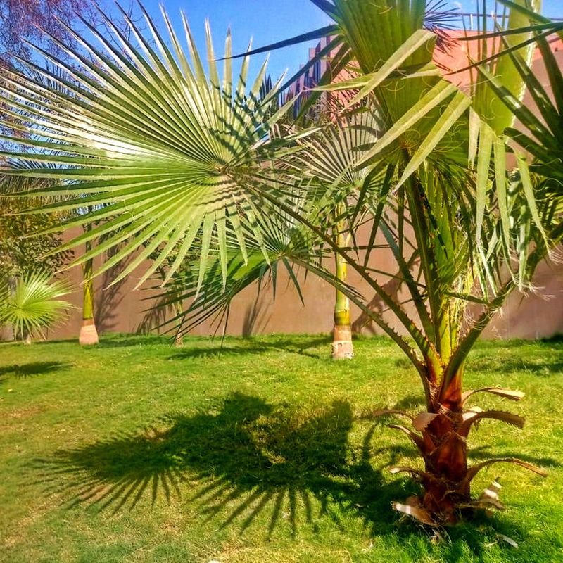 Dwarf Palmetto Keeps A Low Profile