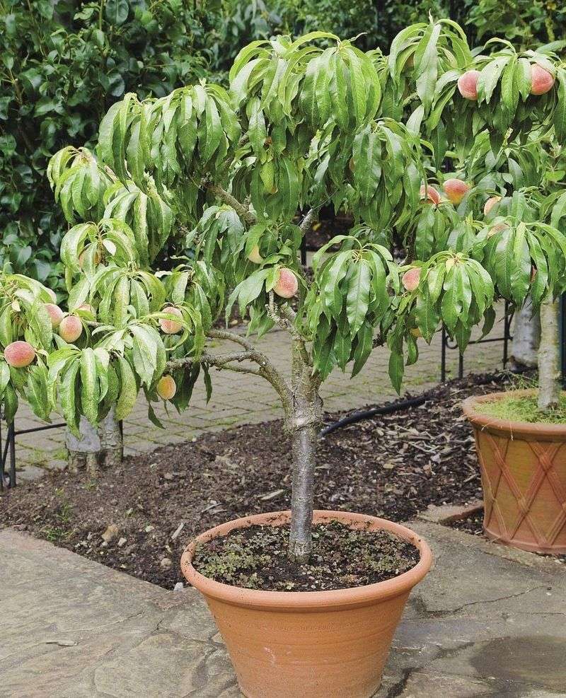 Dwarf Peach Trees Grow Well In Large Pots