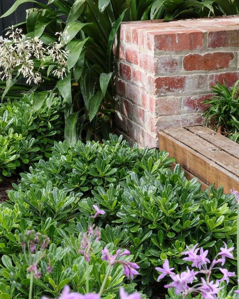 Dwarf Pittosporum Dwarf Pittosporum