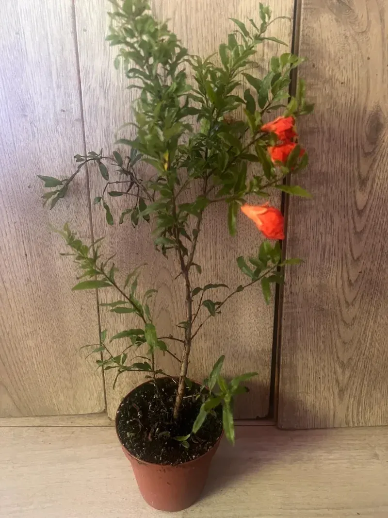 Dwarf Pomegranates Are A Smart Choice For Small Spaces Dwarf Pomegranates Are A Smart Choice For Small Spaces