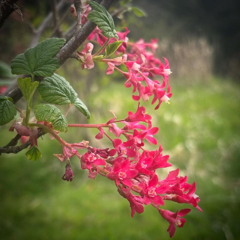 Dwarf Red-Flowering Currant Makes A Loose Blooming Hedge