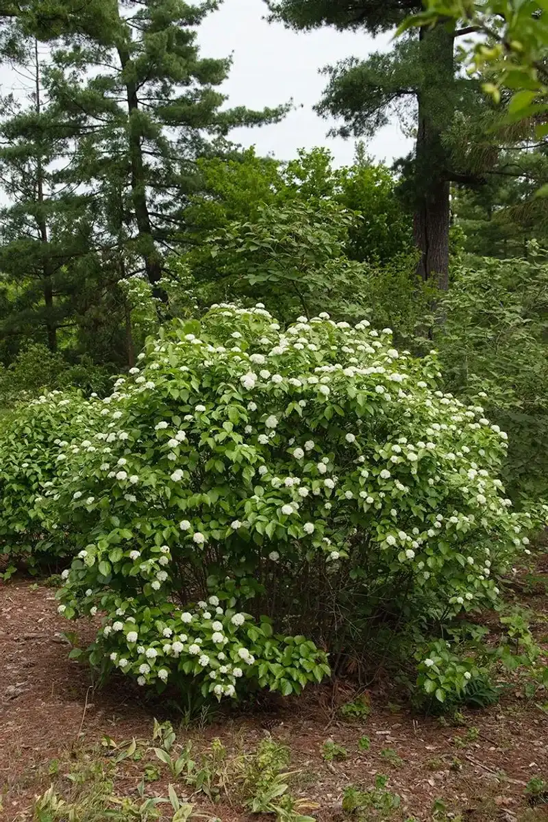 Dwarf Viburnum Gives Foundation Beds Flowers And Fruit