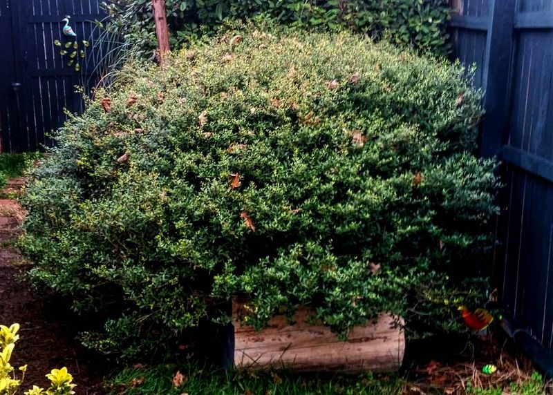 Dwarf Yaupon Holly Adds Year-Round Shape Around Planting Areas Dwarf Yaupon Holly Adds Year-Round Shape Around Planting Areas