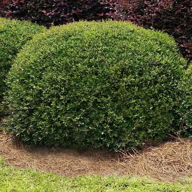 Dwarf Yaupon Holly Gives Foundation Beds Evergreen Structure