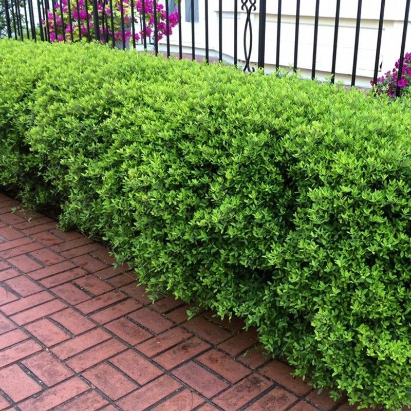 Dwarf Yaupon Holly Gives Hot Beds A Polished Native Anchor Dwarf Yaupon Holly Gives Hot Beds A Polished Native Anchor